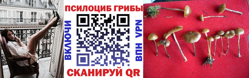 Галлюциногенные грибы Psilocybine cubensis  Кедровый 